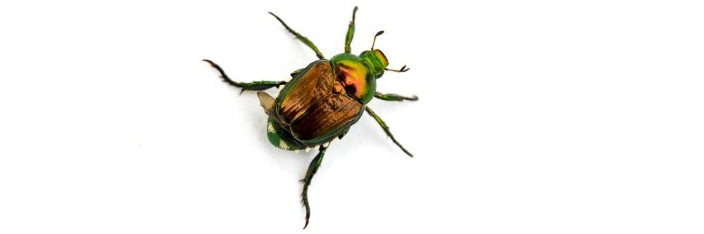 Japanese Beetle isolated on a white background