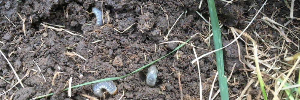 Japanese Beetle Larvae grubs located in soil