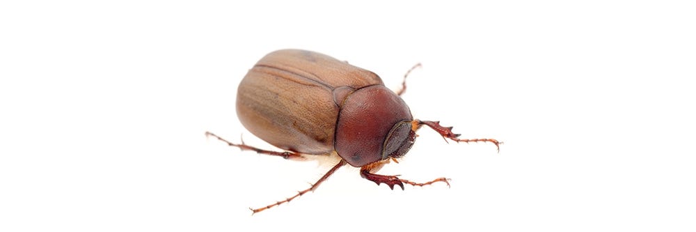 June Beetle on White Background