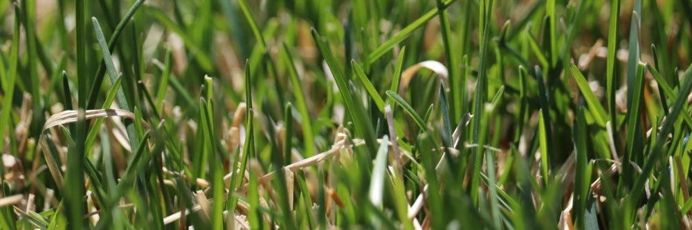 Kentucky Bluegrass inspection