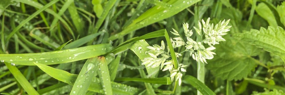 kentucky bluegrass