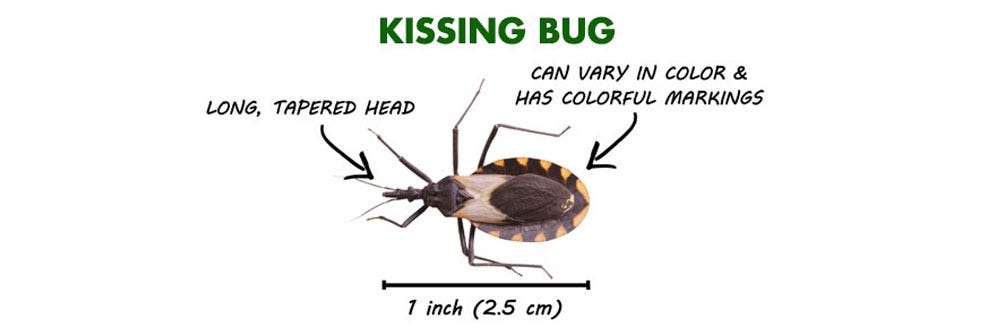 kissing bug identification how to get rid of kissing bugs