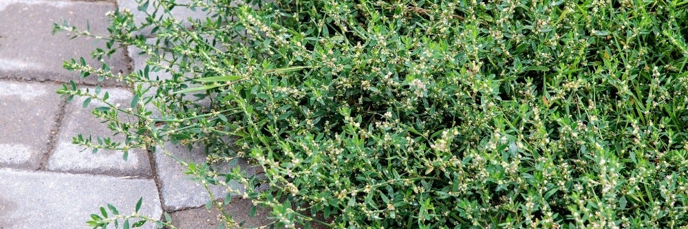 Mature Knotweed invasion