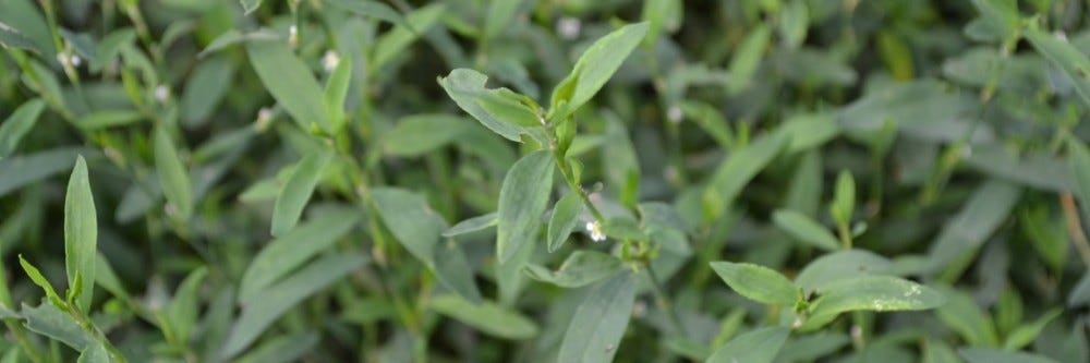 Knotweed at a younger stage Identification