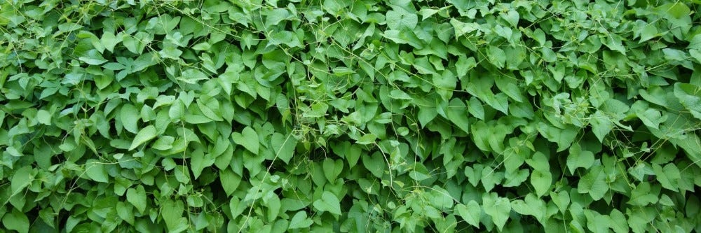 Kudzu growing invasively inspection