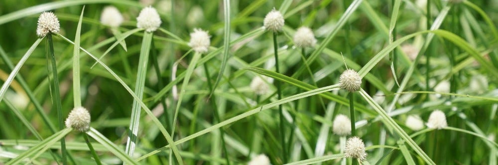 Green kyllinga outbreak on a lawn