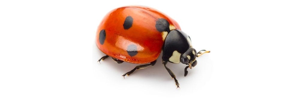 Ladybug Control: How To Get Rid of Ladybugs