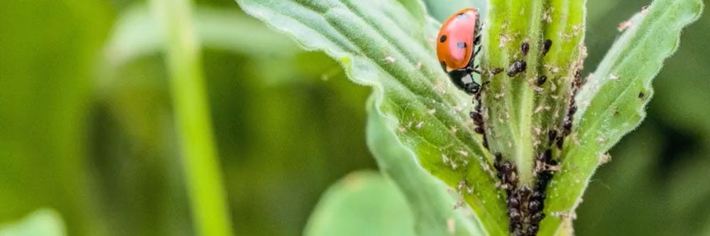 aphids prevention