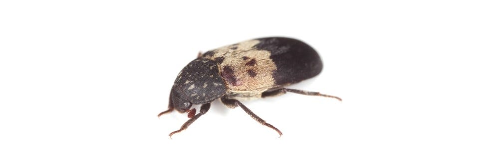 larder beetle infestation identification
