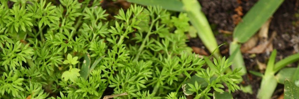 Lawn Burweed growing in lawn