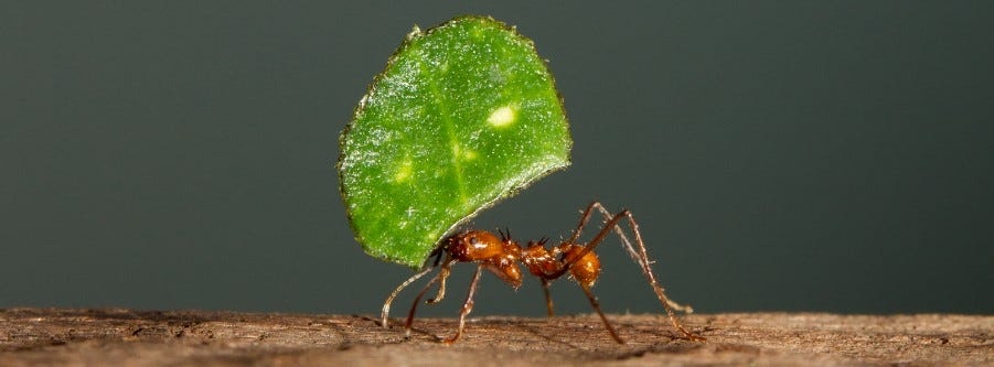 Leaf Cutter Ant Carrying Leaf