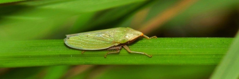 Leafhopper identification