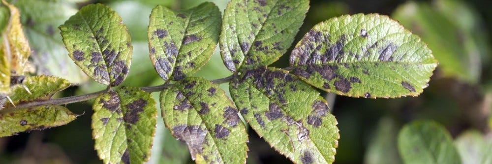 Leafspot