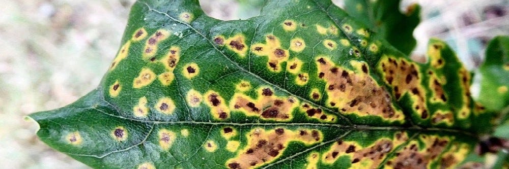 Leaf Spots