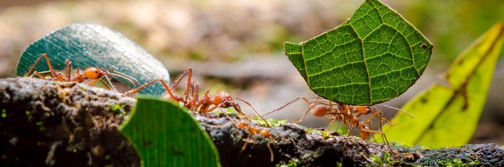 Leaf Cutter Ants on Log with Leaves