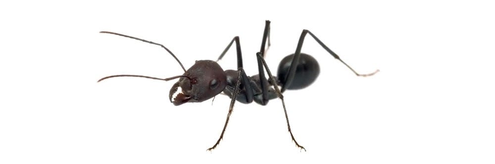 little black ants how to get rid of little black ants
