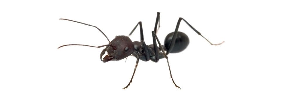 Little Black Ant