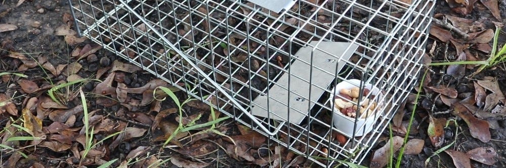 Set the trap to catch Groundhog