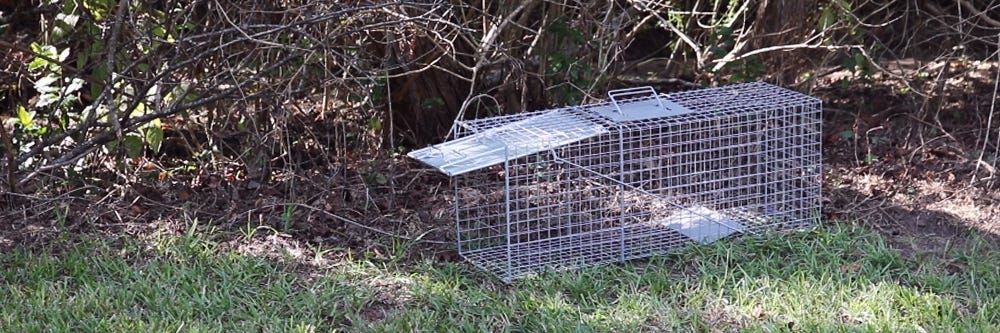 Setting Trap in Shade