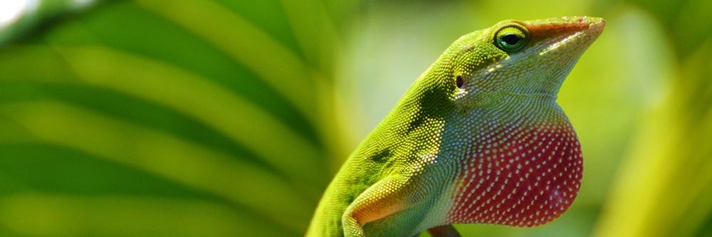 Anole Lizard Puffing His Throat Anole Lizard Puffing His Throat