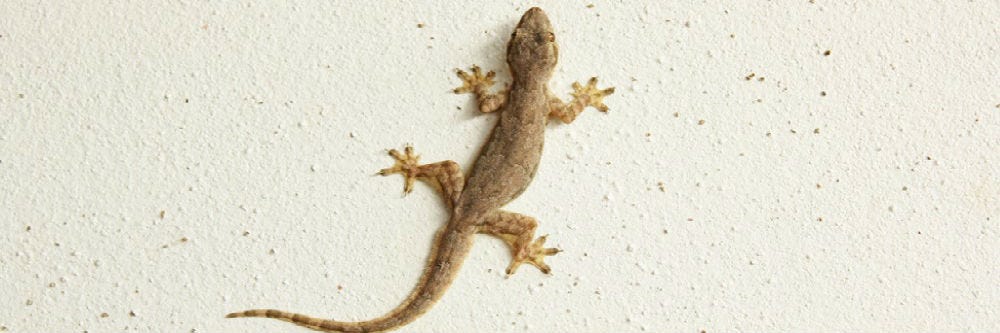 lizard on a house wall