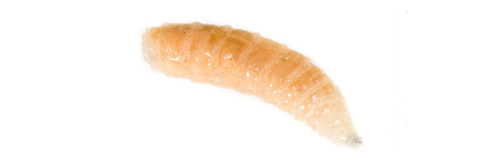 maggot closeup shutterstock