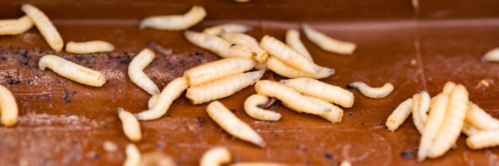 Maggot Control: How to Get Rid of Maggots