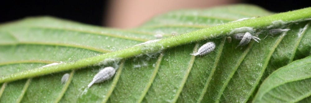Mealybugs on Plant Leaves