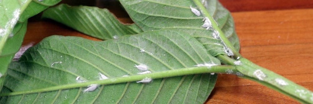 Mealybugs Along Stems and Leaves of Plant