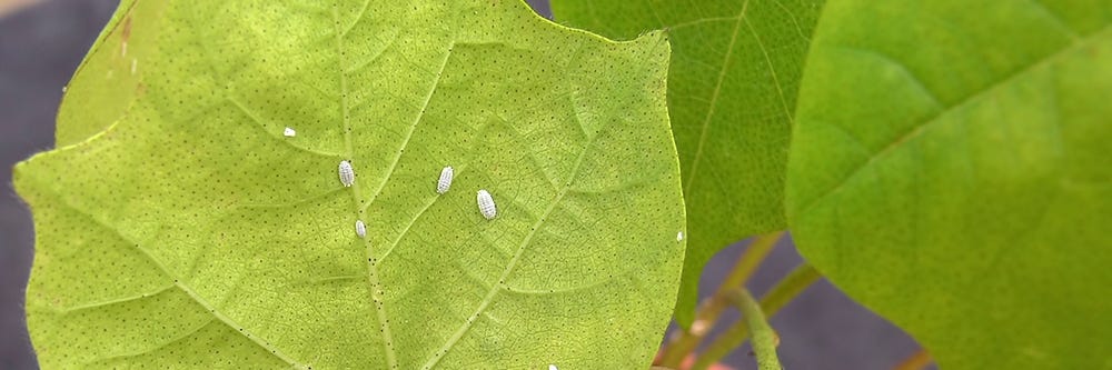 Mealybugs on Plant