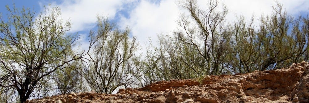 Mesquite Tree inspection 