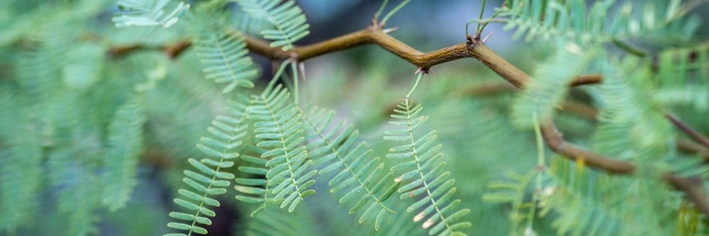 mesquite tree