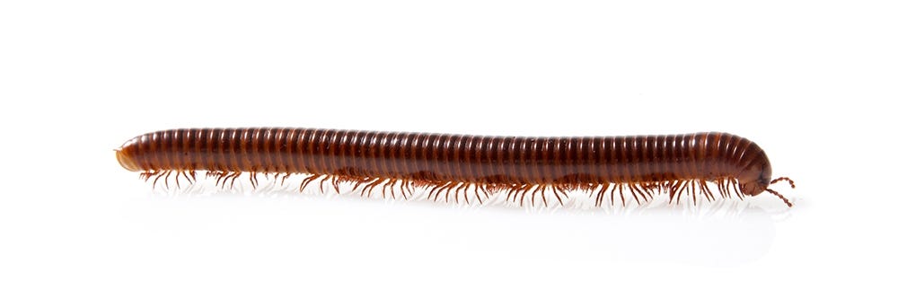 Millipedes