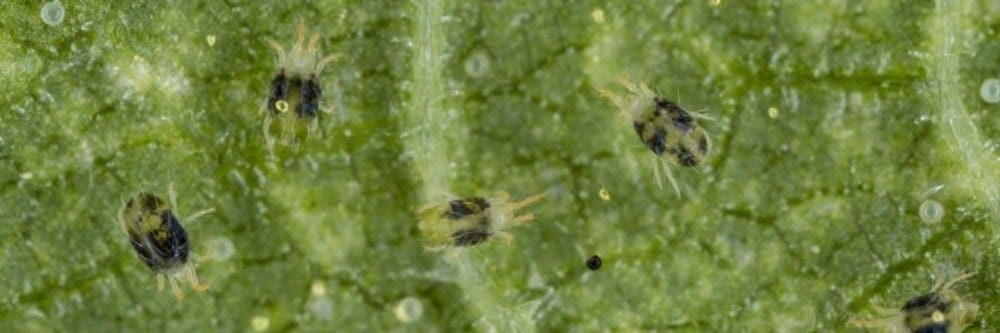 Mites on a leaf