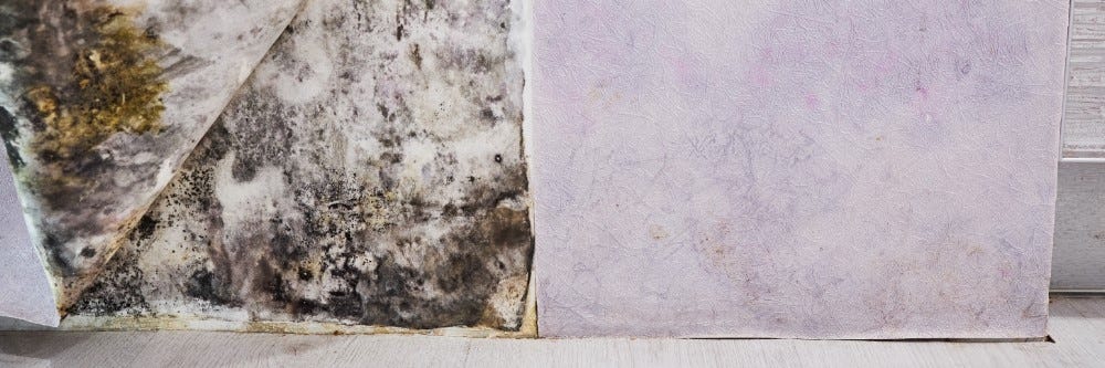 mold behind wallpaper