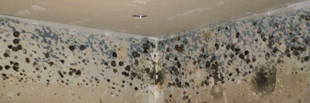 Mold identification