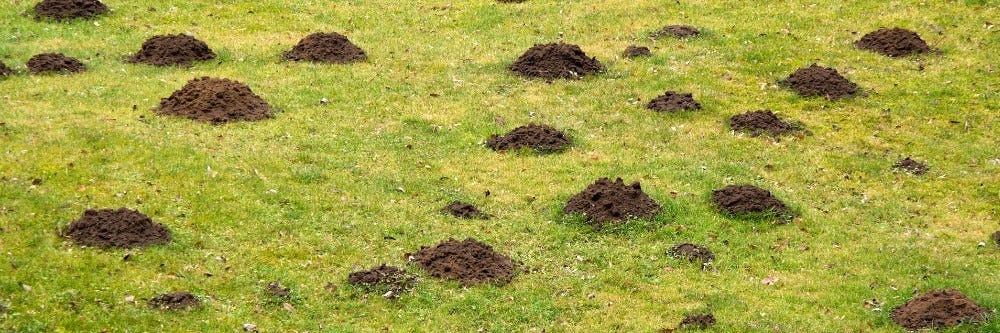 Mole damage on a property