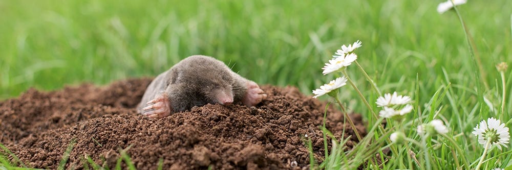 Mole in Lawn