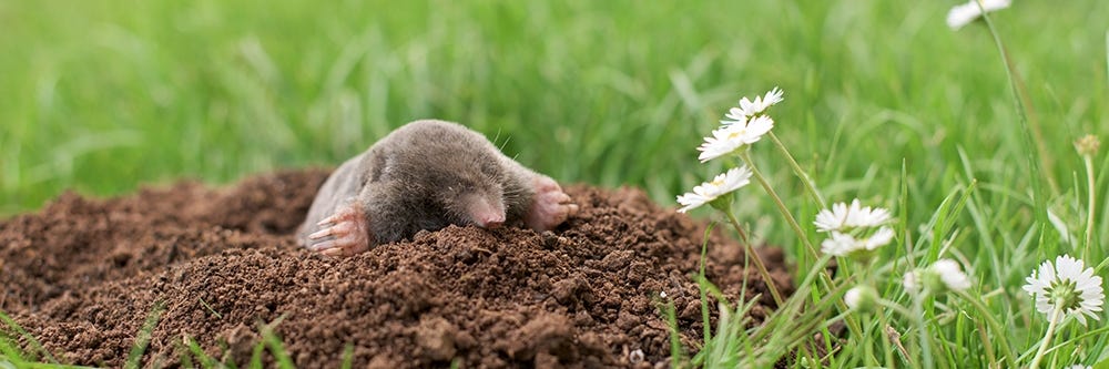 Mole in Hole