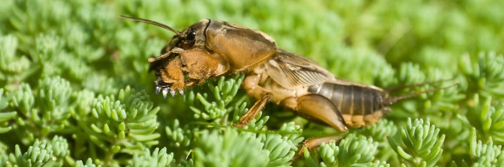 Mole Cricket Inspection