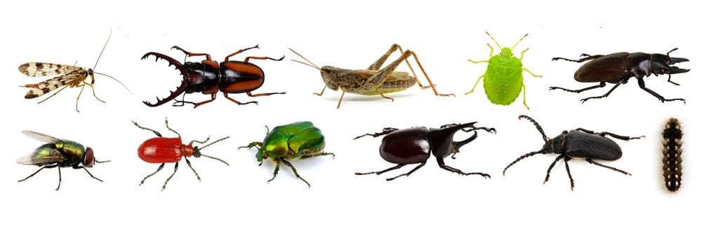 more pests how to get rid of pests identification