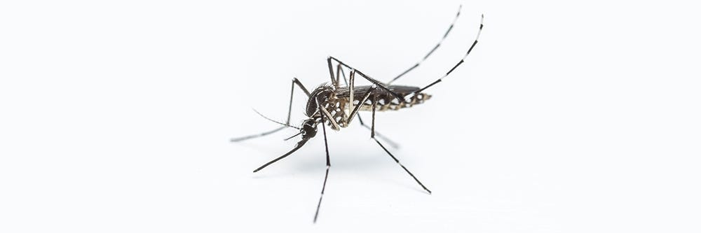 Mosquito Isolated