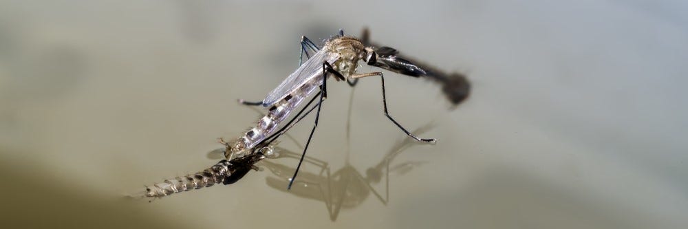 Mosquito present on water surface