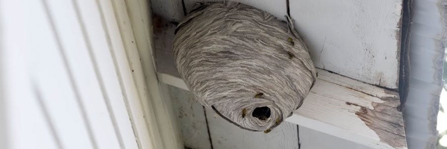 roof and eaves bees and wasps