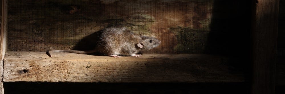 Rat in Basement