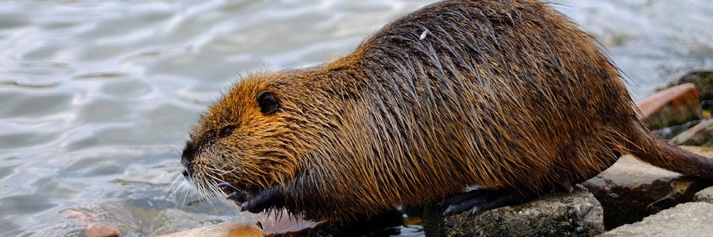 nutria inspection