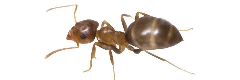 odorous house ants identification how to get rid of odorous house ants
