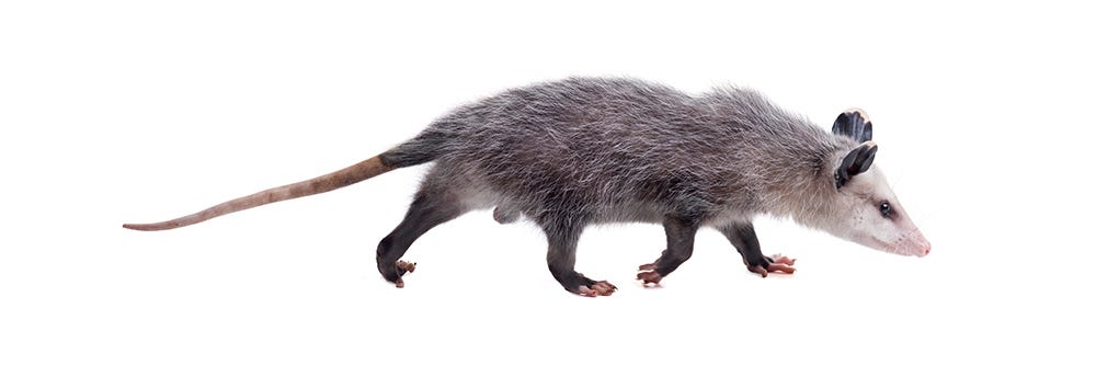 Possum ID