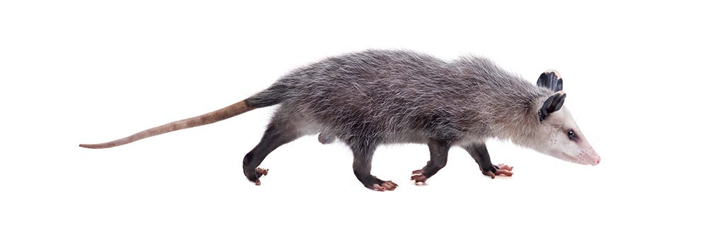 Opossum on White Background