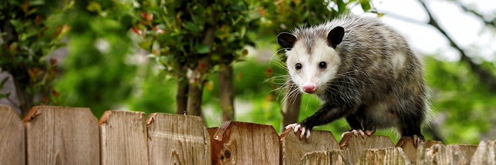 Opossum Climbing Fence